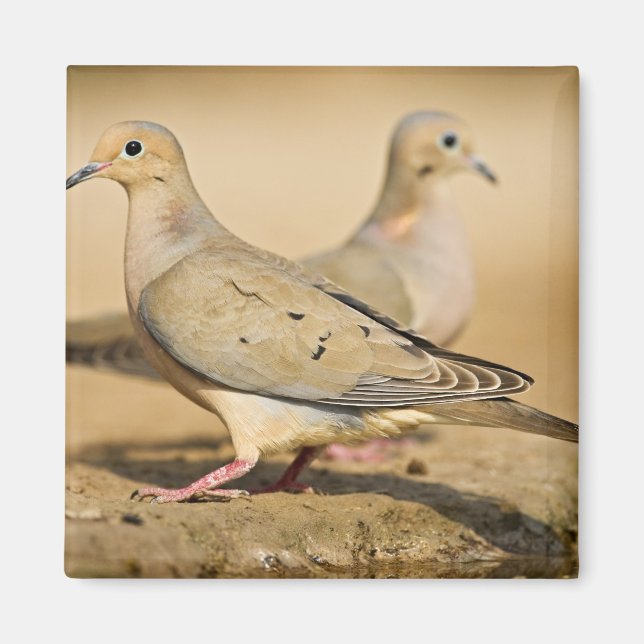Mourning Dove Magnet (Front)
