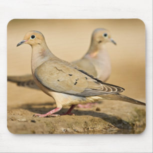 Mourning Dove Mouse Pad