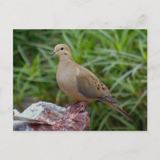 Mourning Dove on Chalcedony filled Rock Postcard