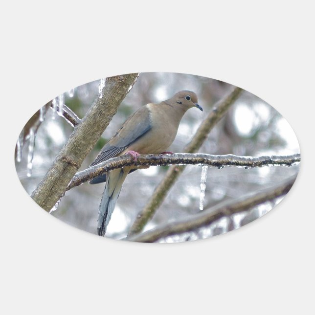 Mourning Dove Oval Sticker (Front)
