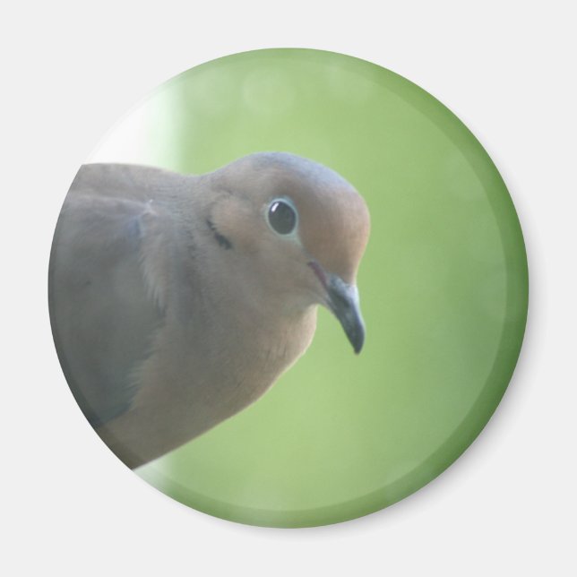Mourning Dove Photo Magnet (Front)