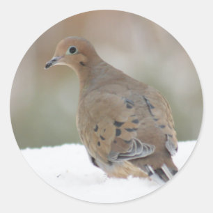 Mourning Dove photo on Personalized Round Stickers