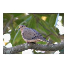 Mourning Dove