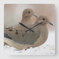 Mourning dove photography