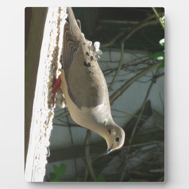 Mourning Dove Plaque (Front)