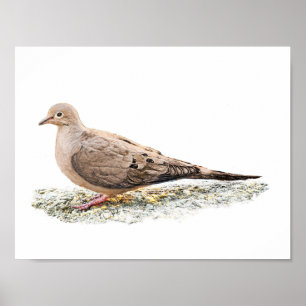 Mourning Dove Poster