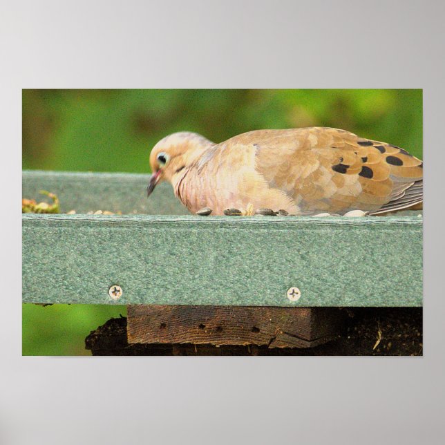 Mourning Dove Poster (Front)