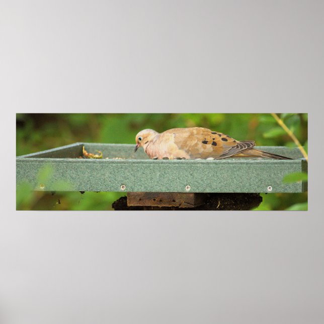 Mourning Dove Poster (Front)
