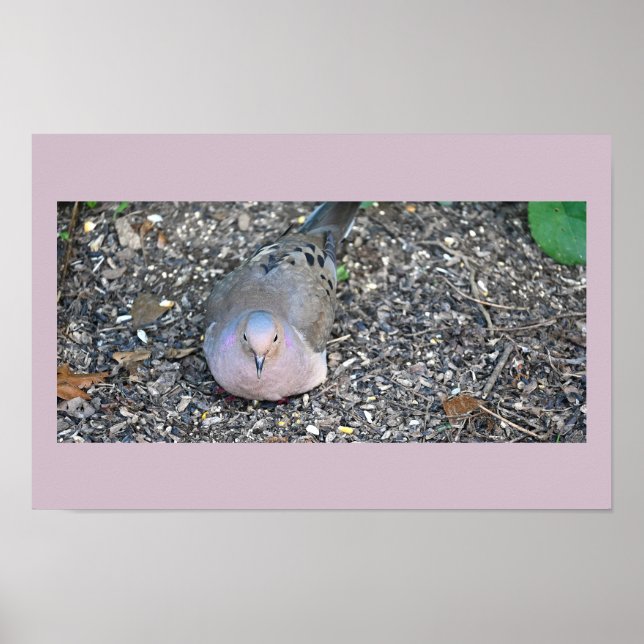 Mourning Dove Poster (Front)