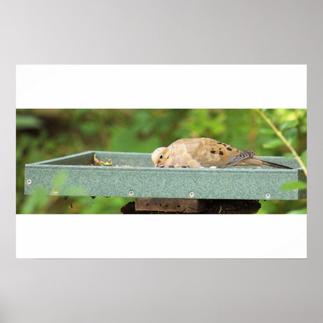 Mourning Dove Poster (Front)