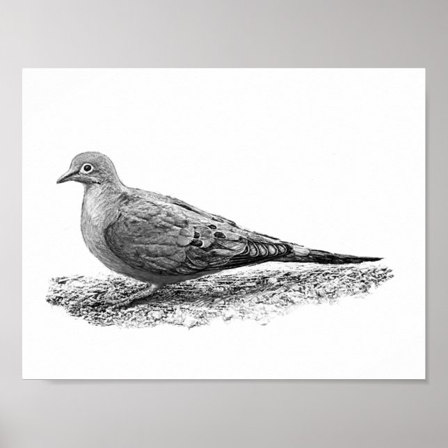 Mourning Dove Poster (Front)