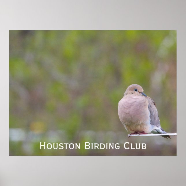 Mourning Dove Poster (Front)