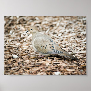 Mourning Dove Print