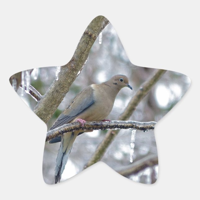 Mourning Dove Star Sticker (Front)