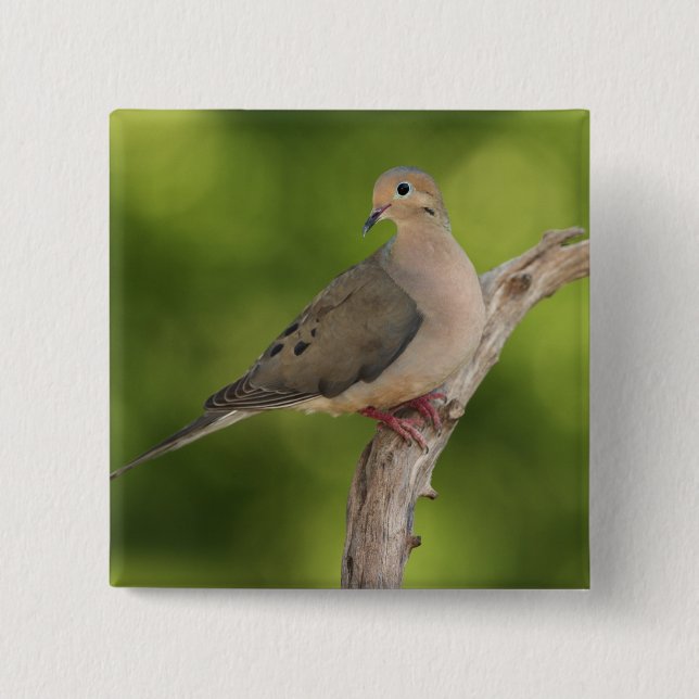 Mourning Dove, Zenaida macroura 2 Inch Square Button (Front)