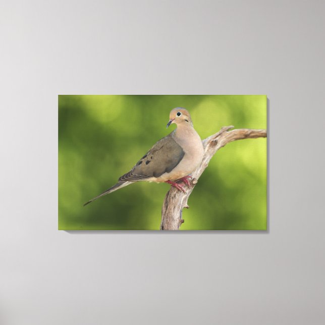 Mourning Dove, Zenaida macroura Canvas Print (Front)