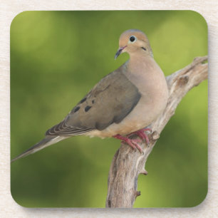 Mourning Dove, Zenaida macroura Coaster