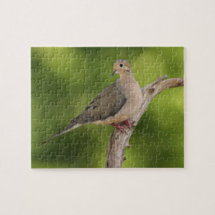 Mourning Dove, Zenaida macroura Jigsaw Puzzle