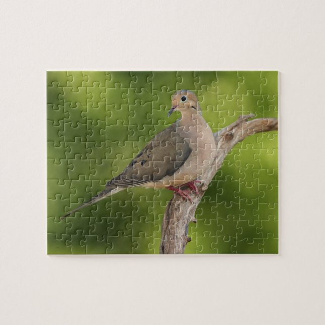Mourning Dove, Zenaida macroura Jigsaw Puzzle (Horizontal)