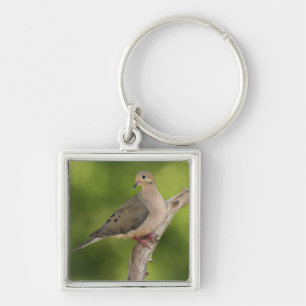 Mourning Dove, Zenaida macroura Keychain