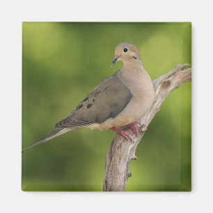 Mourning Dove, Zenaida macroura Magnet