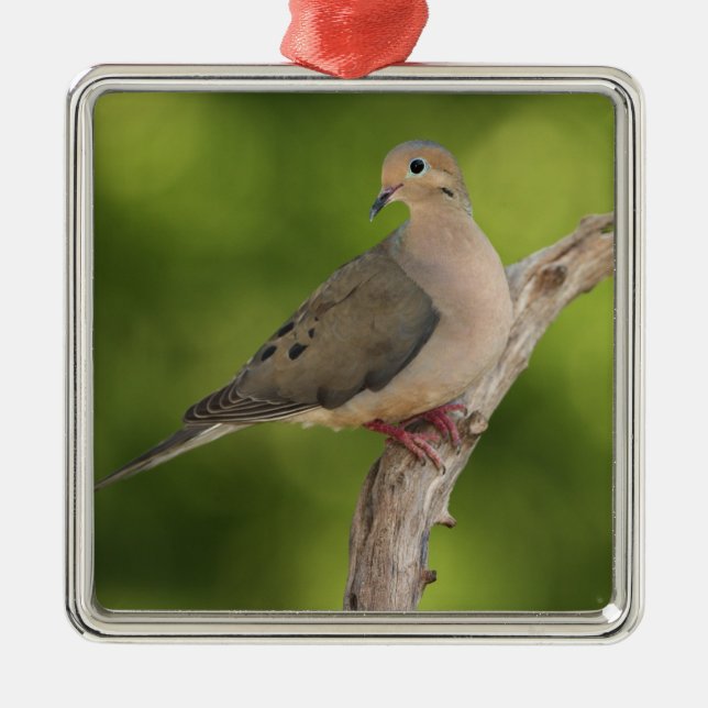 Mourning Dove, Zenaida macroura Metal Ornament (Front)