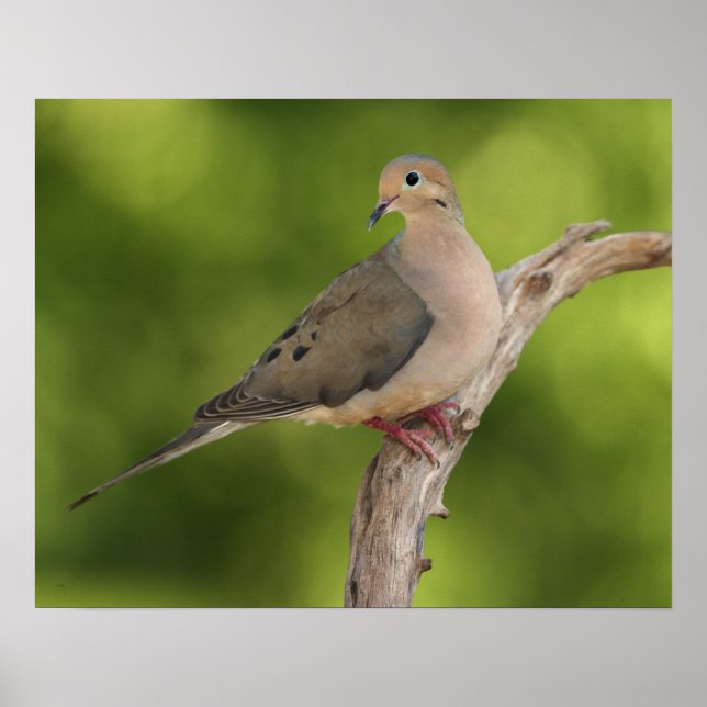 Mourning Dove, Zenaida macroura Poster (Front)
