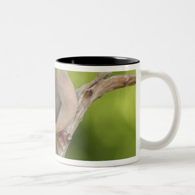 Mourning Dove, Zenaida macroura Two-Tone Coffee Mug (Right)