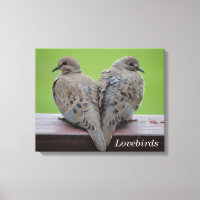 Mourning Doves
