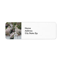 Mourning Doves Photo