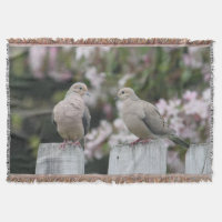 Mourning Doves Photo