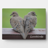 Mourning Doves