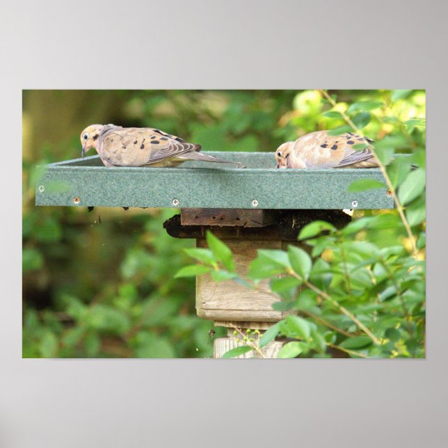 Mourning Doves Poster (Front)