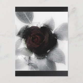 Mourning Memory Rose Postcard