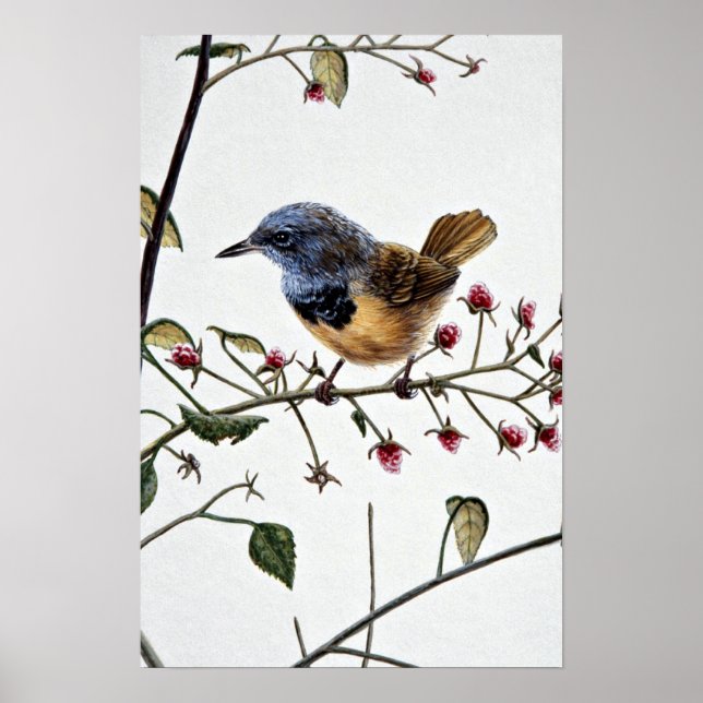 Mourning warbler poster (Front)