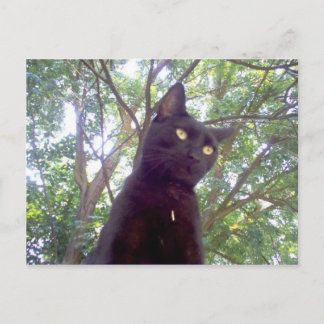 Mouschi Postcard