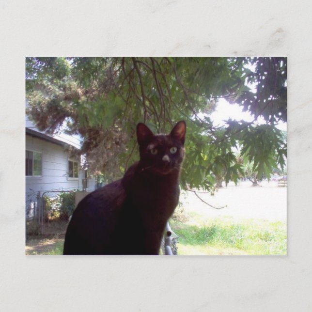 Mouschi Postcard (Front)