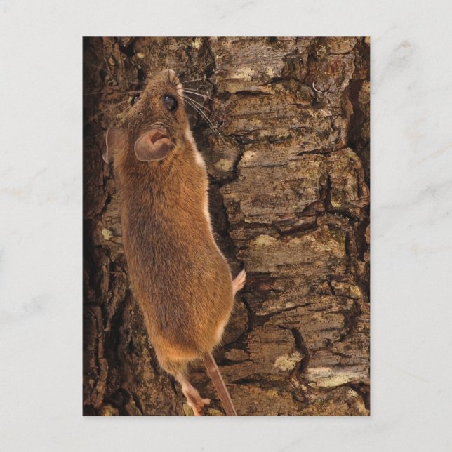 Mouse Climbing Tree Postcard (Front)