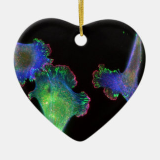 Mouse embryonic fibroblasts ceramic ornament