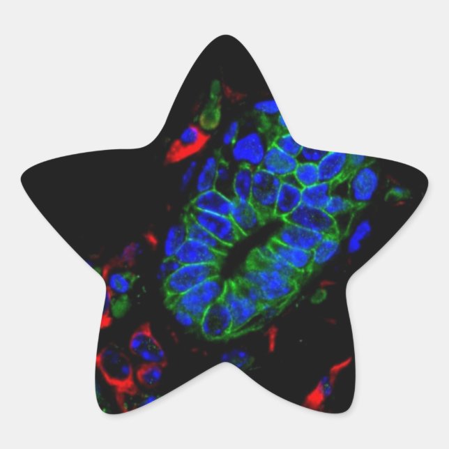 Mouse mammary gland star sticker (Front)
