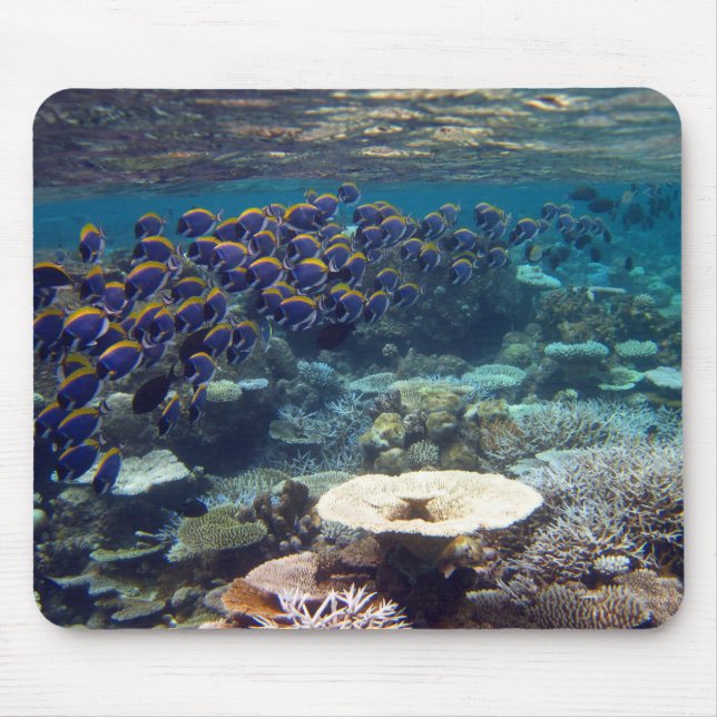 Mouse Mat - Powder Blue Surgeon Fish (Front)