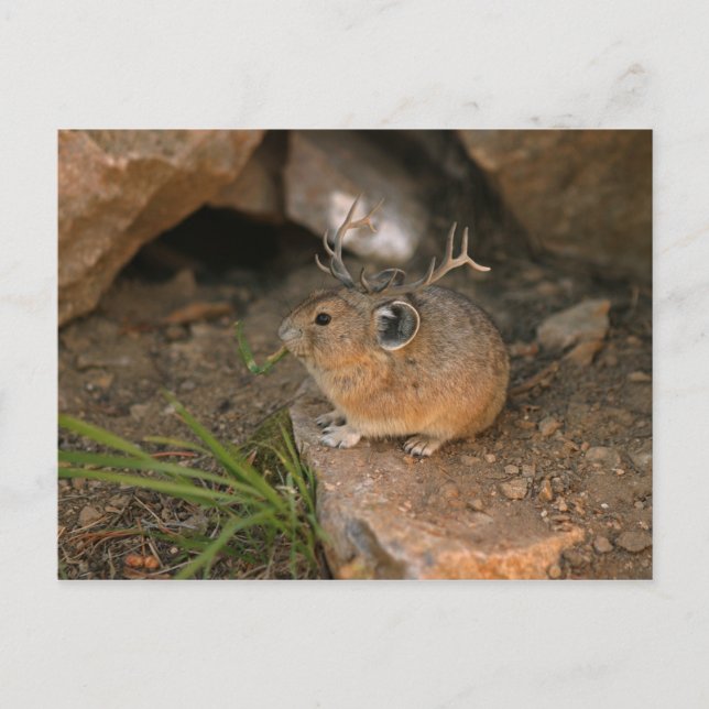 mouse mouse postcard (Front)