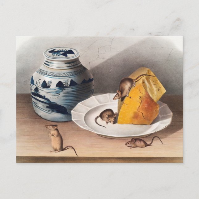Mouse (Mus-musculus) Illustration Postcard (Front)