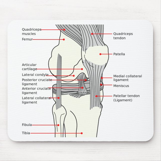 Mouse Pad Anatomical Diagram human right knee join (Front)