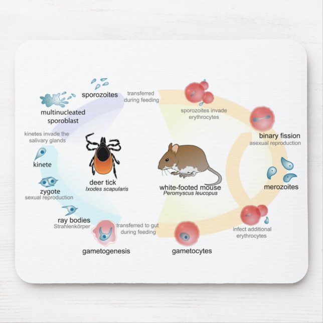 Mouse Pad Diagram Babesia microti life cycle (Front)