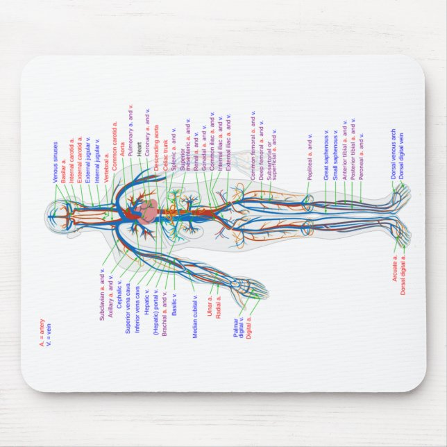 Mouse Pad Human Circulatory System Arteries (Front)