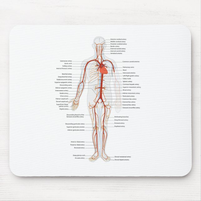 Mouse Pad Human Circulatory System of Arteries (Front)