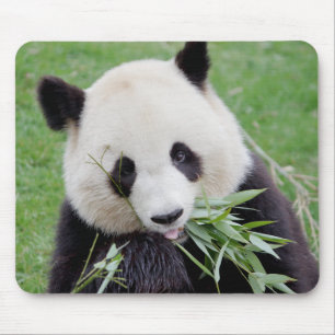 Mouse Pad Photo giant panda , animals 0261.