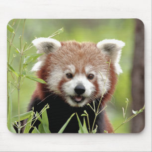 Mouse Pad Photo red panda , animals 0392.