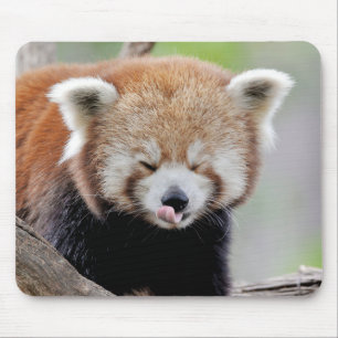 Mouse Pad Photo red panda , animals 0393.